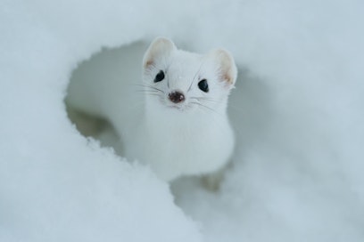 Kärppä vaihtaa väriä eri vuodenaikoina. Hännänpää säilyy mustana talvellakin.