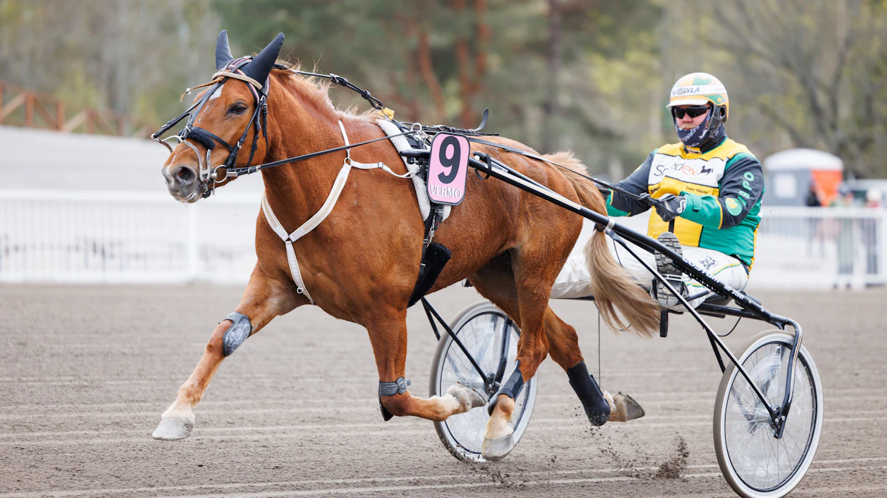 Cajsa Rok (Caijus) on startannut yksitoista kertaa. Voittoja on kertynyt neljä. Tamman ennätys täydellä matkalla on 26,4 ja rahaa hevonen on tienannut 44 060 euroa.
