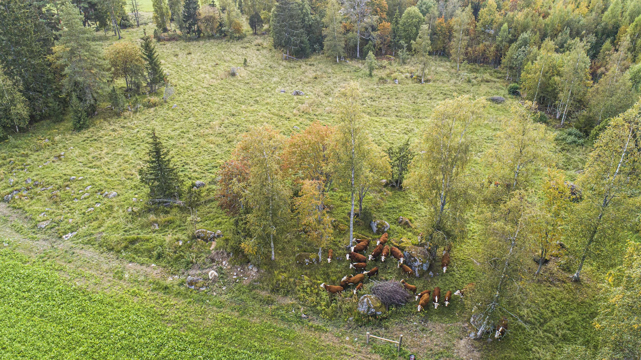 Ratkaisua rakennettaessa on jouduttu pohtimaan tilojen maksuvalmiuden ja takaisinperintäriskien suhdetta.