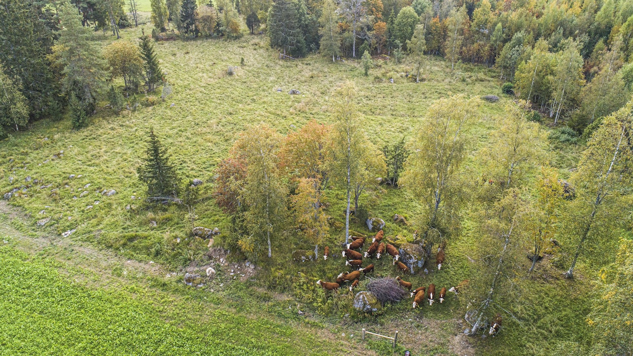 Ratkaisua rakennettaessa on jouduttu pohtimaan tilojen maksuvalmiuden ja takaisinperintäriskien suhdetta.