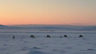 Porojen laidunnus vähentää jäkälän määrää, millä voi olla yhteys metsämaan hiilidioksidipäästöihin.