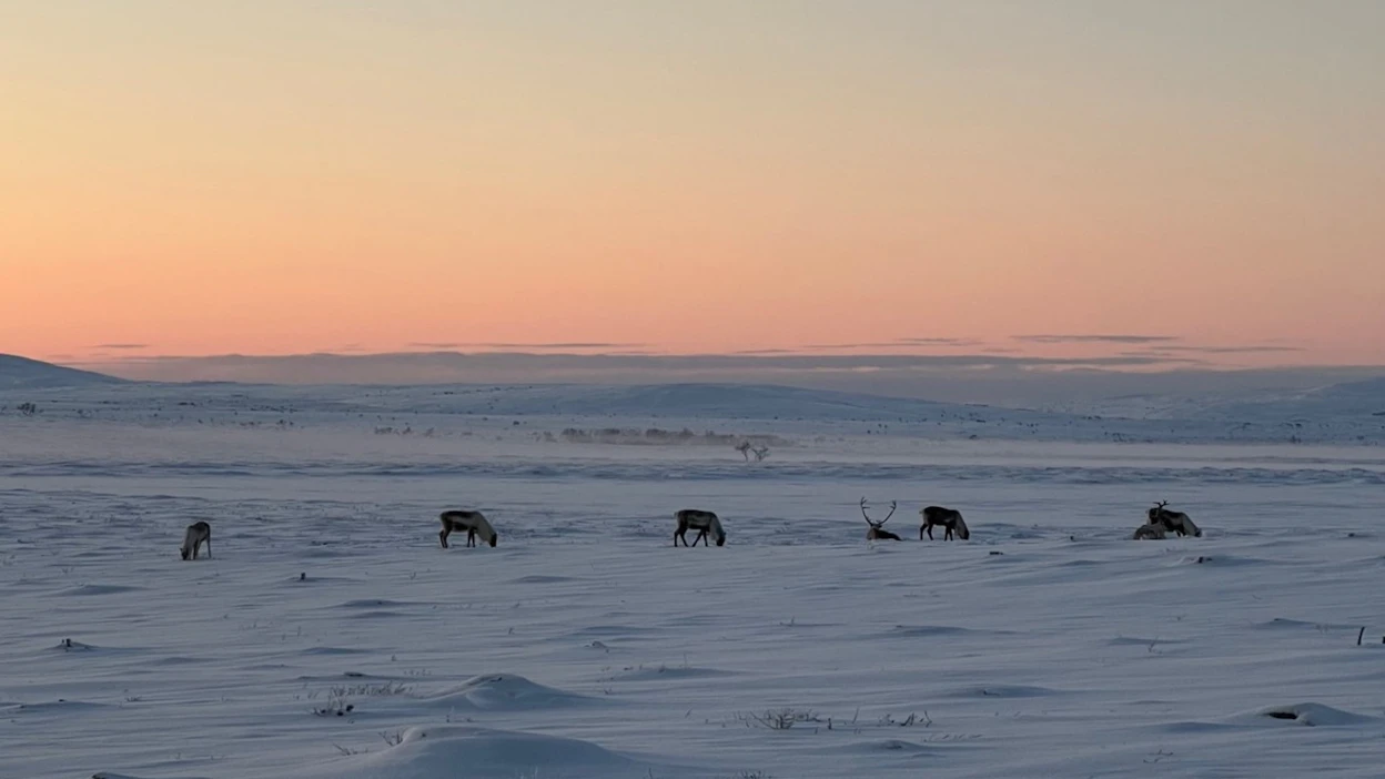 Porojen laidunnus vähentää jäkälän määrää, millä voi olla yhteys metsämaan hiilidioksidipäästöihin.