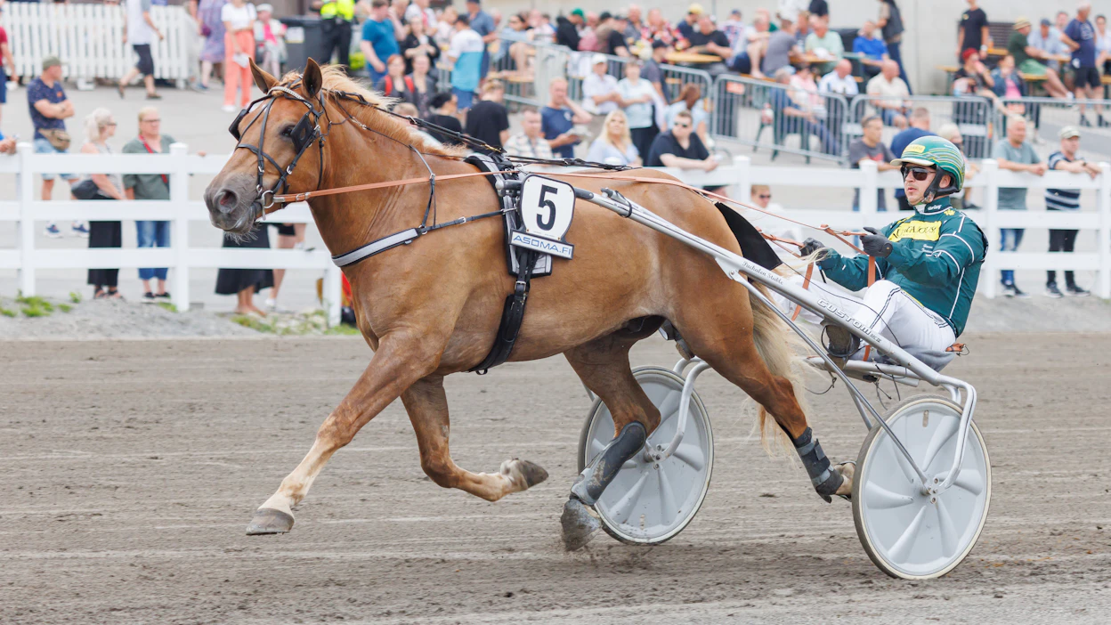 Laineen perheen kasvattama Tuhti-Kersantti juoksee Derbyn finaalissa lauantaina. Ohjissa on Hannu Torvinen.