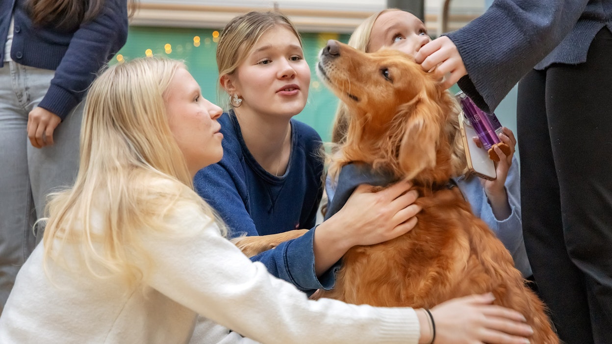 Koulukoira Pihkan kautta voi myös tutustua uusiin ihmisiin, kun sitä rapsutetaan yhdessä, kertovat Joensuun lyseon lukion 1-luokkalaiset Lumi Laava, Pipsa Nyyssönen ja Emmi Litmanen.