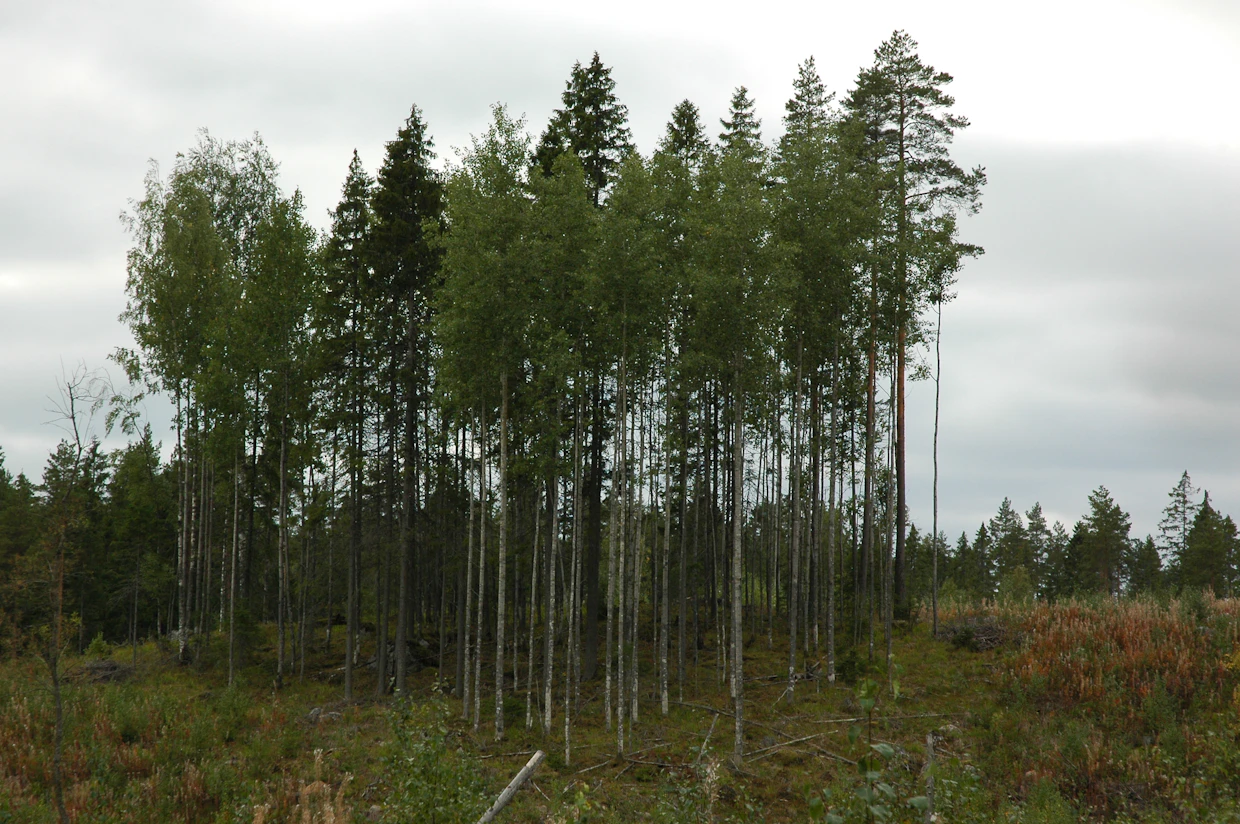 FSC edellyttää, että hehtaaria kohti jätetään riittävä määrä tietynkokoisia säästöpuita.