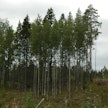 Isoilla säästöpuuryhmillä pyritään turvaamaan metsäluonnon monimuotoisuutta.