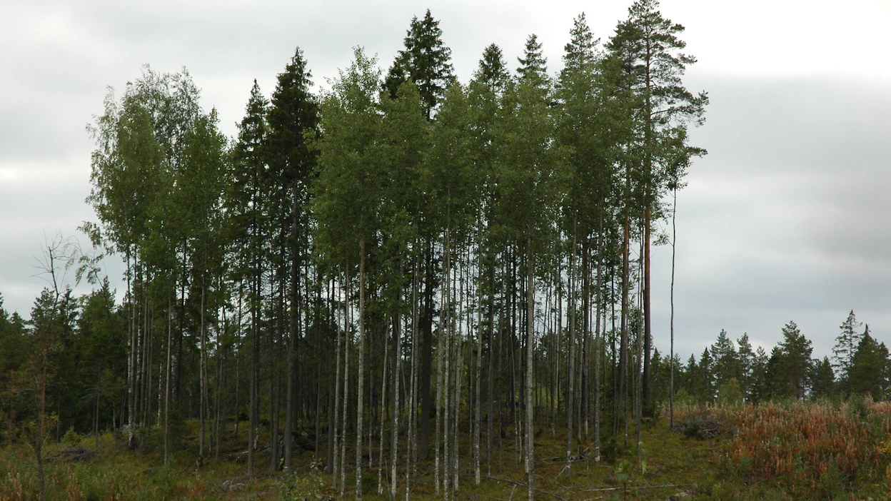 Isoilla säästöpuuryhmillä pyritään turvaamaan metsäluonnon monimuotoisuutta.