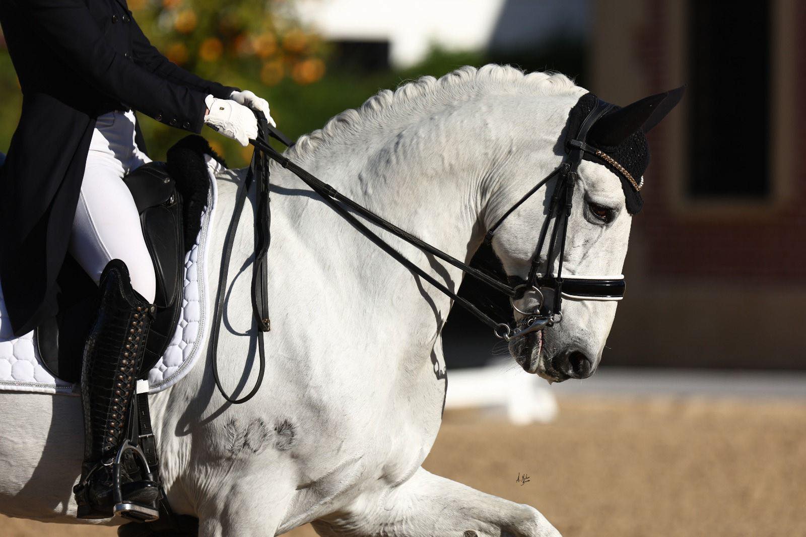 Peppi Kokko ja iberialainen Damasco Caniceira edustavat ainoina Suomea ikäluokkien EM-kilpailuissa kouluratsastuksessa. 