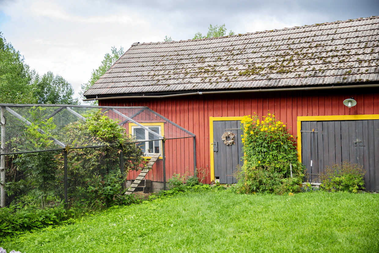 Entisestä navetasta tehtiin kanala, jonka ikkunasta pariskunnan 7 kanaa ja kaksi kukkoa pääsevät ulkotarhaan.