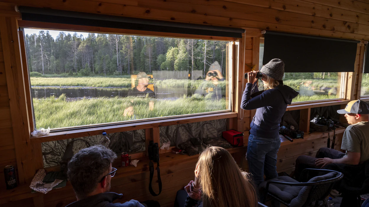 Haaskanpidon tarkoitus on usein tarjota mahdollisuus luonnonvaraisen eläimen katseluun ja valokuvaukseen.