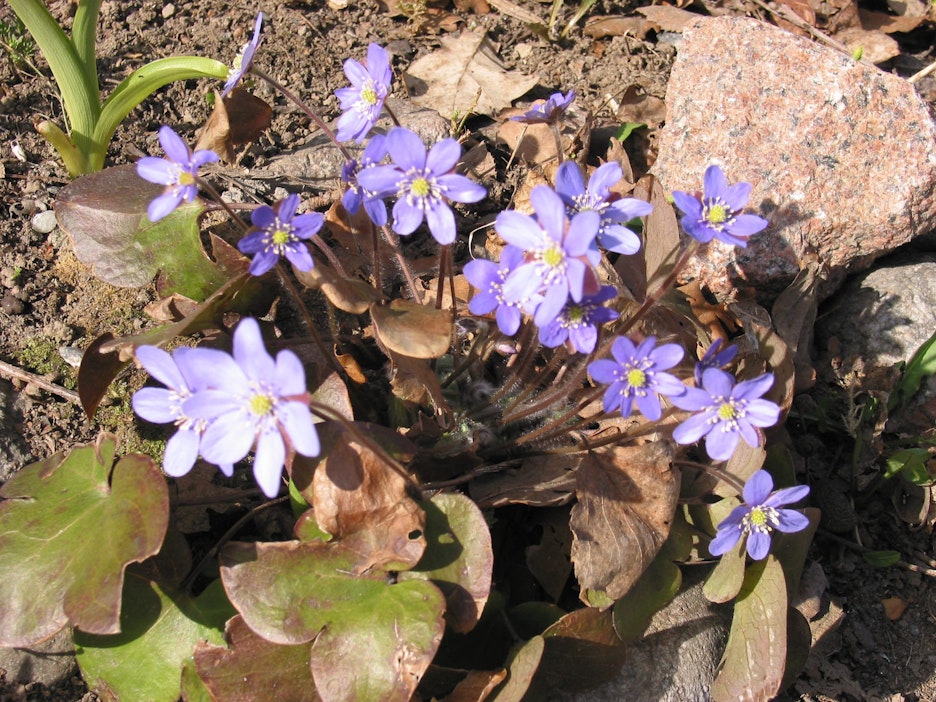 Kauniit sinivuokot ihastuttavat Etelä-Suomessa.