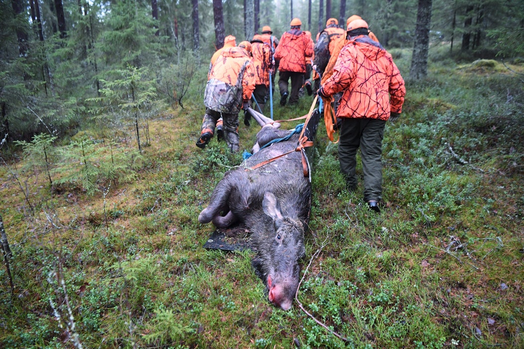 Jahtikaudella kaadettiin runsaat 41 000 hirveä. Arkistokuva. JUSSI NUKARI / LEHTIKUVA.
