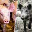 Afrikkalaisen sikaruton aiheuttamat taloudelliset menetykset elinkeinoille riippuvat paljon muun muassa siitä, saadaanko villisioissa todettu tauti pidettyä pois sikaloista.