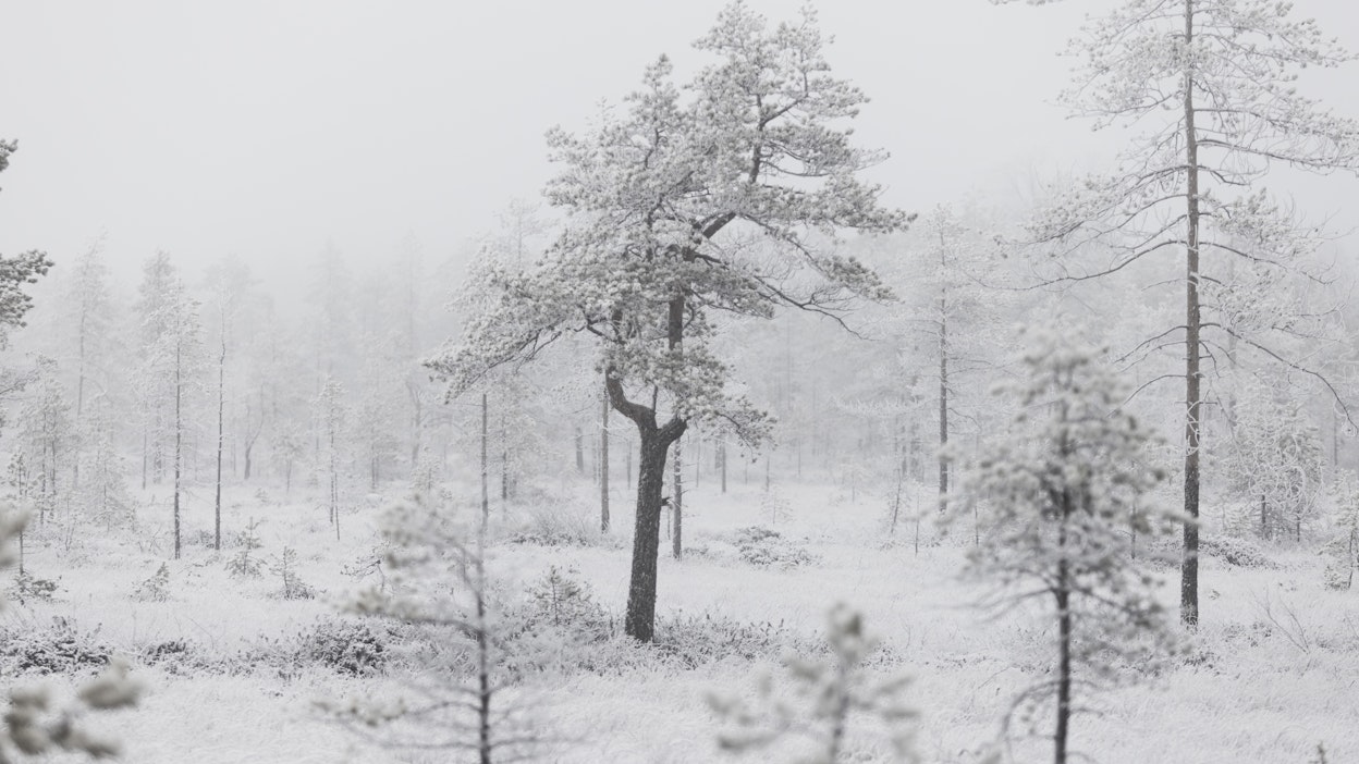 Kuura koristi Hirvisuon maisemia Pudasjärvellä 16.11., mutta varsinaista lumipeitettä ei vielä ollut.
