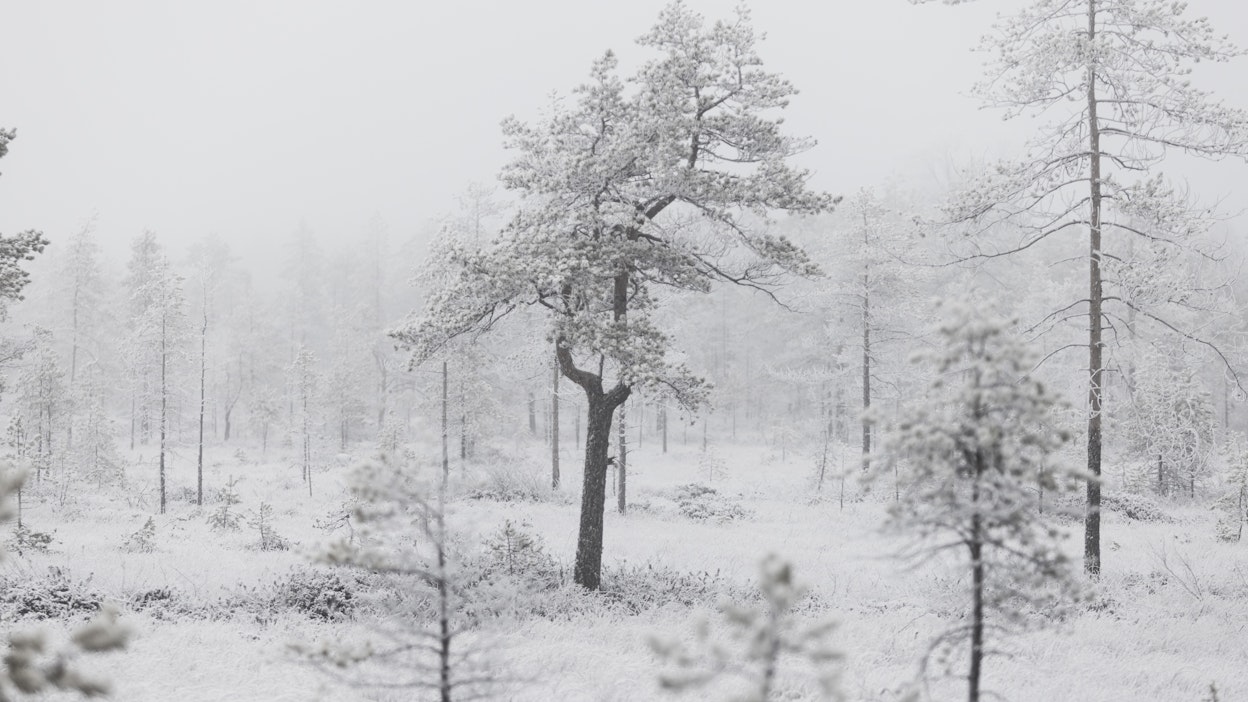 Metsäala on saamassa oman riippumattoman tiedepaneelin.