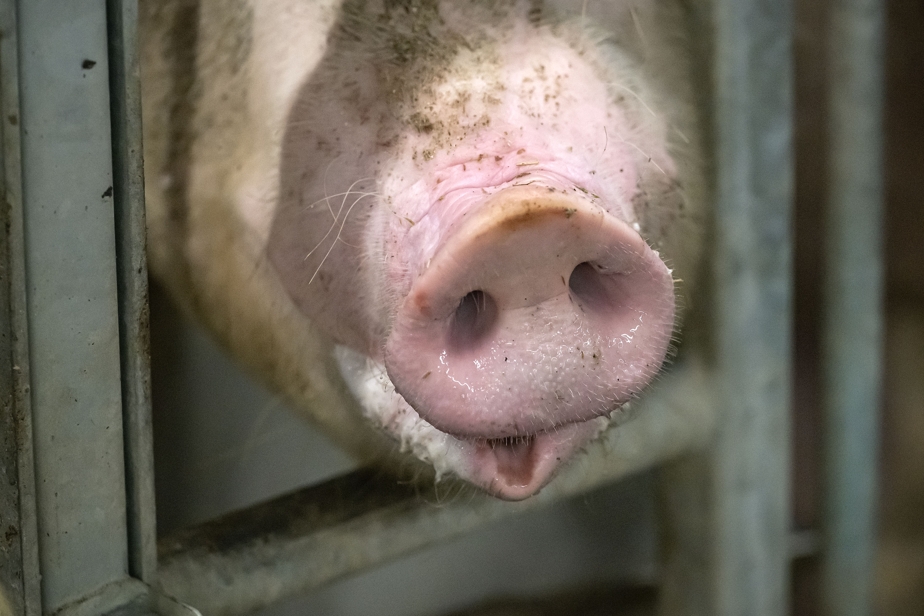 Nyt virossa levinnyttä afrikkalaista sikaruttoa ei ole havaittu Suomessa, mutta taudinuhkaan suhtaudutaan meillä vakavasti.