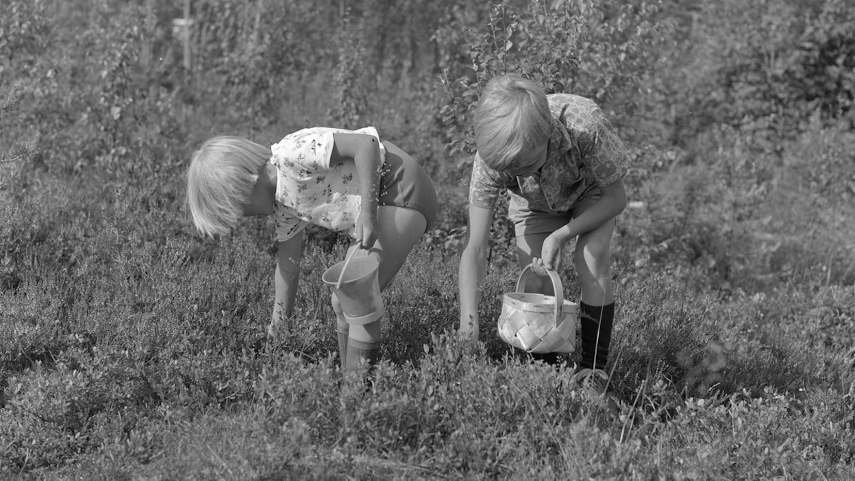 Tähän kuvaan voi moni yli kuusikymppinen samastua. Lapsia marjassa Suomussalmella 1965.