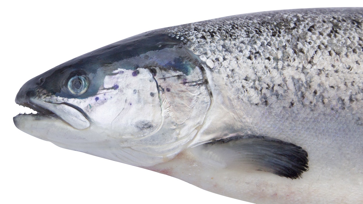 Nimikkeen ensivaikutelmasta huolimatta työ on käytännössä kalanviljelyä.