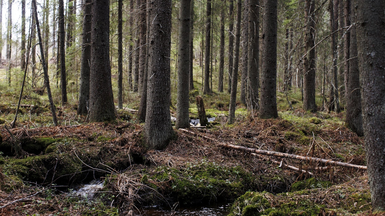 Sertifiointi kattaa yli 90 prosenttia Suomen talousmetsien pinta-alasta.