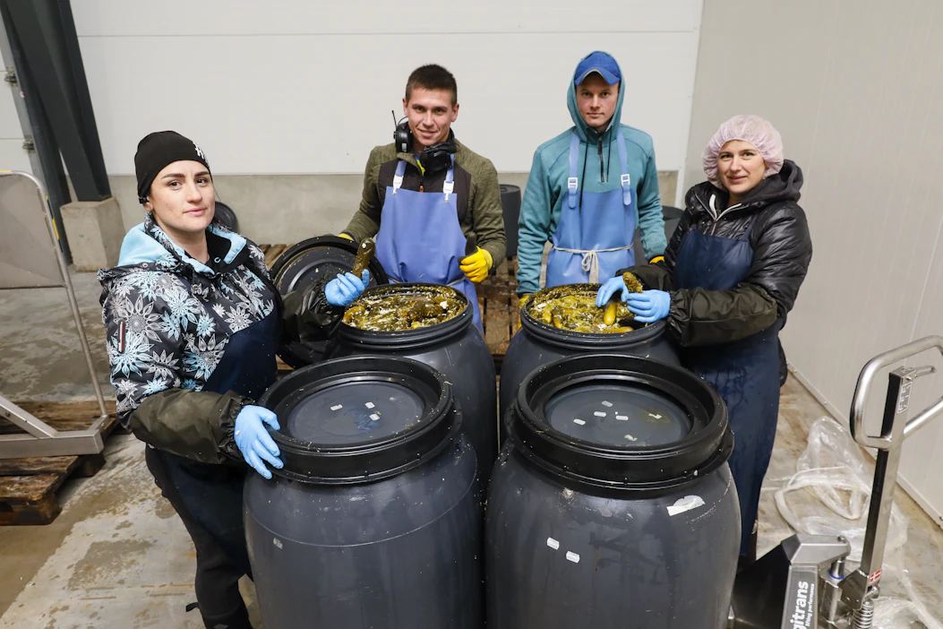 Ukrainalaiset Yulia, Max, Rusian ja Katia Chaplenko pakkasivat maanantaina kurkkuja Salossa Juho Vainion tilalla.