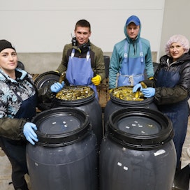 Ukrainalaiset Yulia, Max, Rusian ja Katia Chaplenko pakkasivat maanantaina kurkkuja Salossa Juho Vainion tilalla.