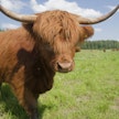 Brittiläinen ruokastrategia ei luota naudanlihantuotantoon. Kuvassa suomalaista ylämaankarjaa, rotu on kotoisin Skotlannista.