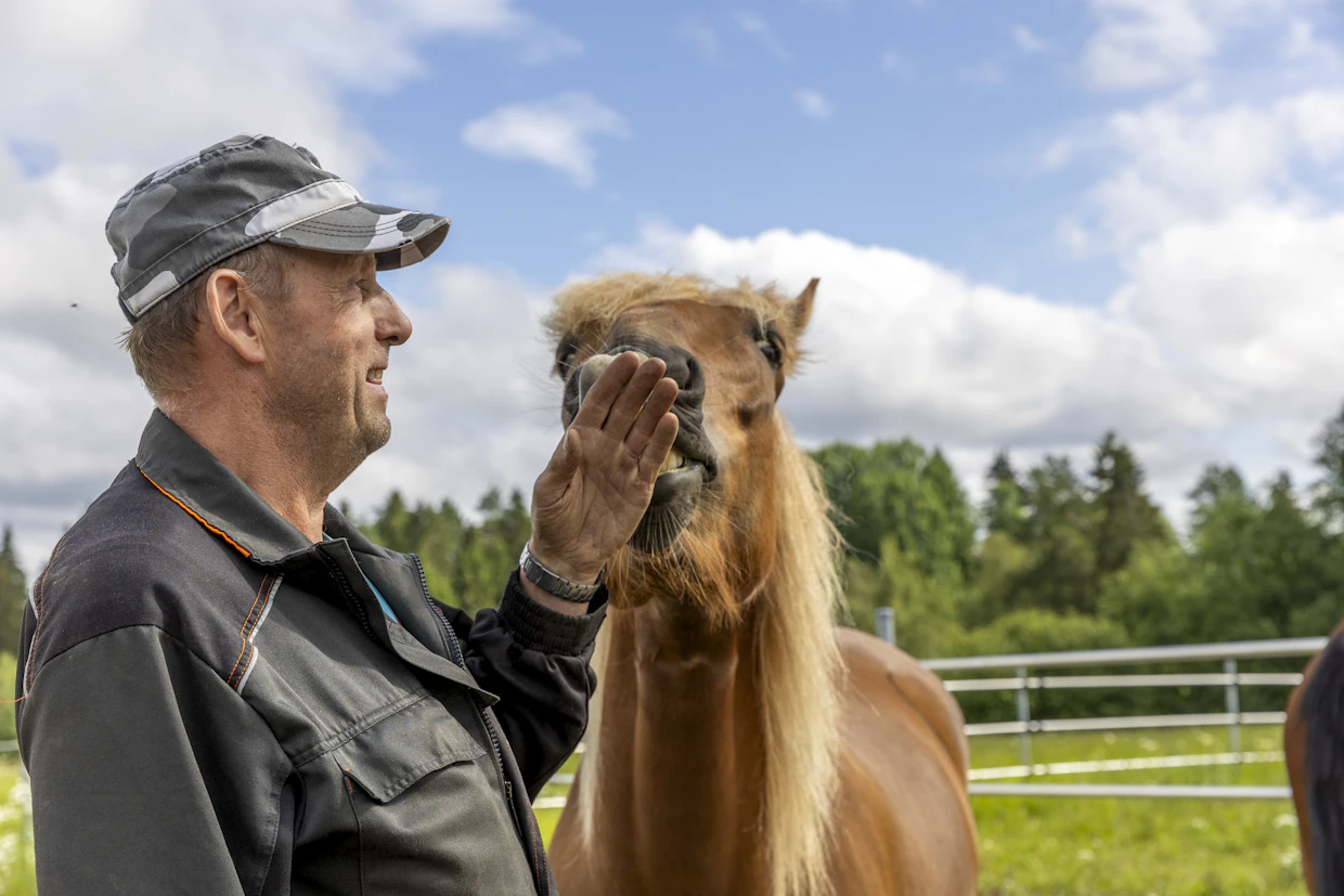 Risto Kotiranta syöttää hevosilleen kuivaheinää.