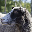 Sinikielitauti on kaikkien märehtijöiden tauti, joka voi olla erityisen vakava lampaille.