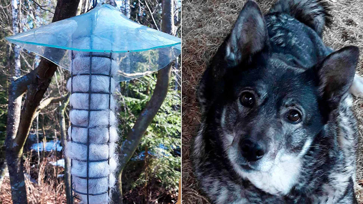 Helena Paakkulainen keksi, että koirankarvaa voi laittaa keväällä ruokinta-automaattiin, jossa se säilyy kuivana ja puhtaana. Paakkulaisen jämtlanninpystykorva Pella on päässyt jo autuaammille metsästysmaille, mutta karvaa on jäänyt varastoon.
