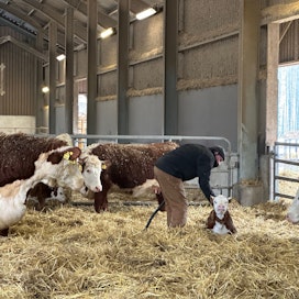 Koko pihaton huomio kiinnittyy uuteen tulokkaaseen, joka on yksi yli 70 tänä keväänä tilalle syntyvästä vasikasta.