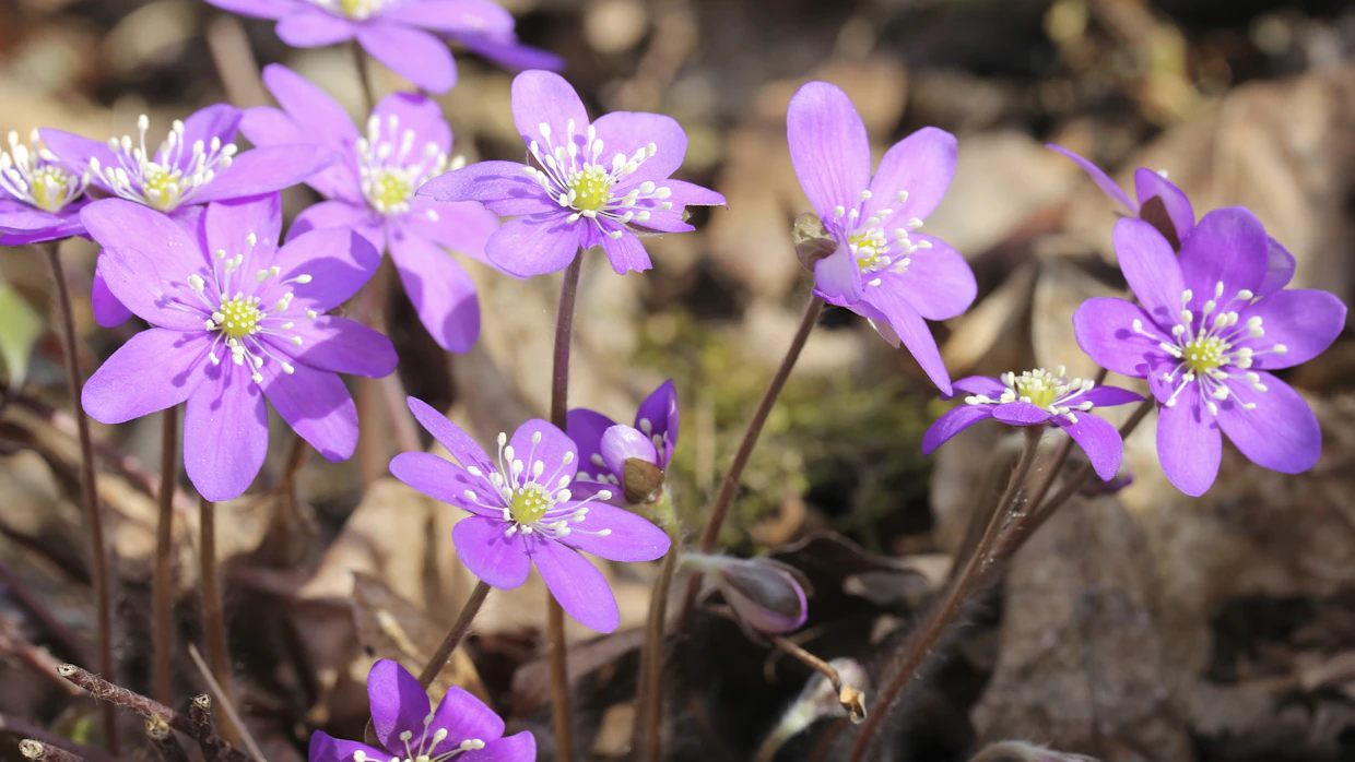 Herkkiä sinivuokkoja on ennen vanhaan kutsuttu myös suvenihanaisiksi. Ne kuuluvat vanhimpiin pihojen koristeeksi istutettuihin kasveihin. Sinisen sävy voi vaihdella violettiin ja pinkkiin saakka.