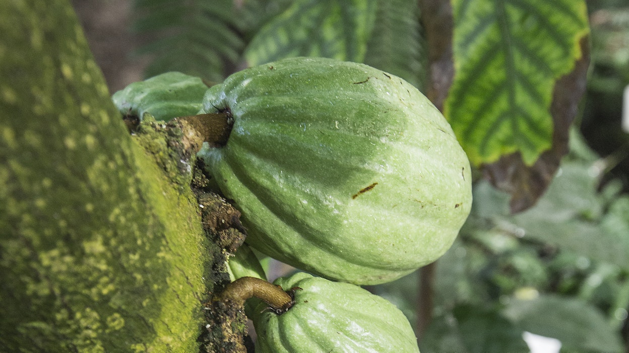 Kaakao on yksi suurimmista metsäkadon aiheuttajista.