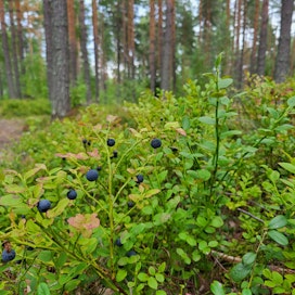 Jyväskylän liepeillä kesän mustikkasato on runsas.