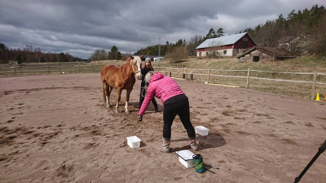 Tutkimustilanteessa hevosen omistaja osoittaa hevoselle ämpäriä, jossa on porkkana. Laumassa elävät hevoset olivat nokkelampia hoksaamaan ihmisen eleet kuin yksin tai kaksin tarhaavat. hevosjuttu