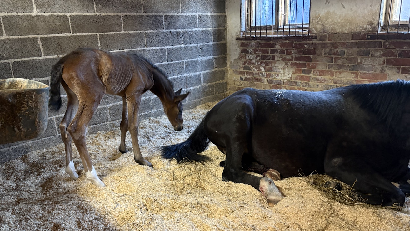 Maanantaina syntynyt tamma on emänsä Girlpower Popin neljäs varsa.