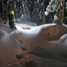 Länsi-Uusimaa kylpee lumessa. Siuntiossa on mitattu jopa 46-senttinen lumipeite, kun Turussa jäätiin alle 10 senttiin. Koira kahlasi pihamaalla Kirkkonummen Evitskogissa lähellä Siuntion rajaa.