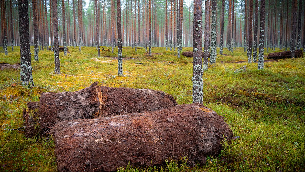 Kunttarullia odottamassa kuljetusta. Kunttaa toimitetaan pääasiassa eteläiseen Suomeen. Kuva on otettu kaksi vuotta sitten Pyhännällä.