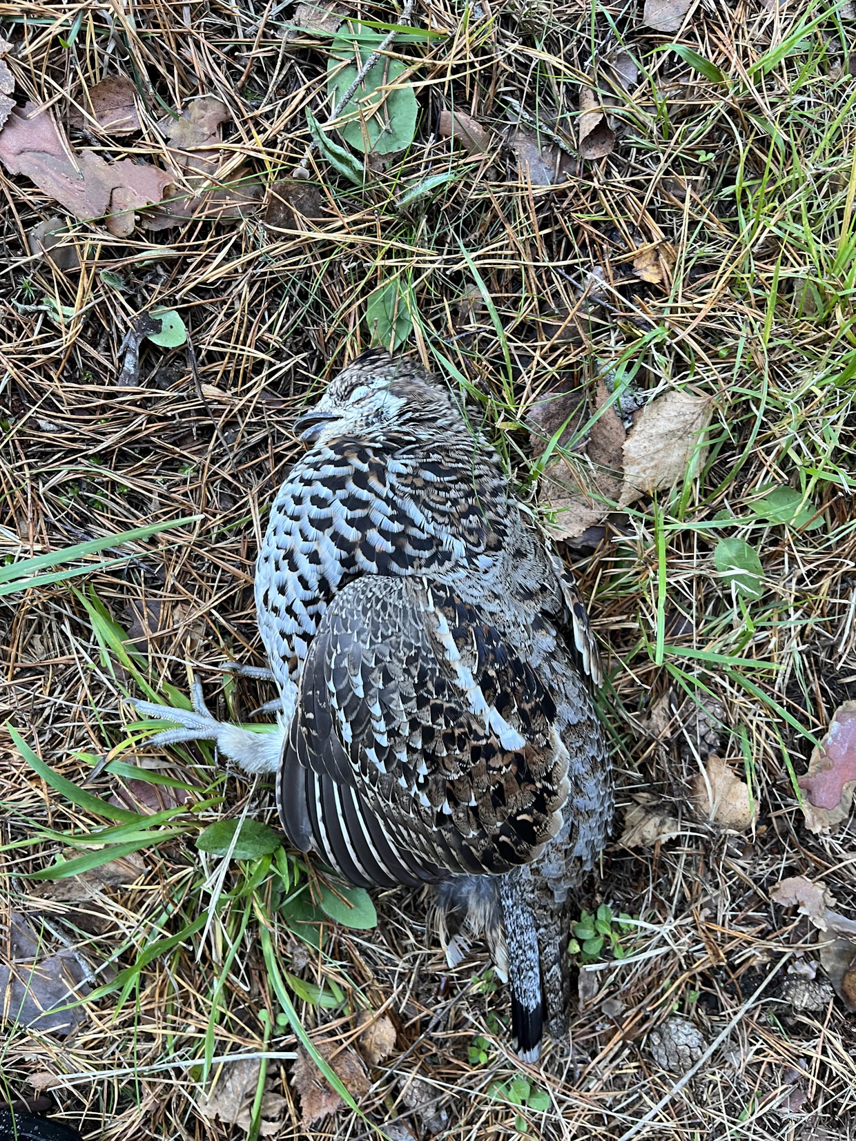 Pyy menetti henkensä törmättyään Tapio Haarlaan mökin ikkunaan.