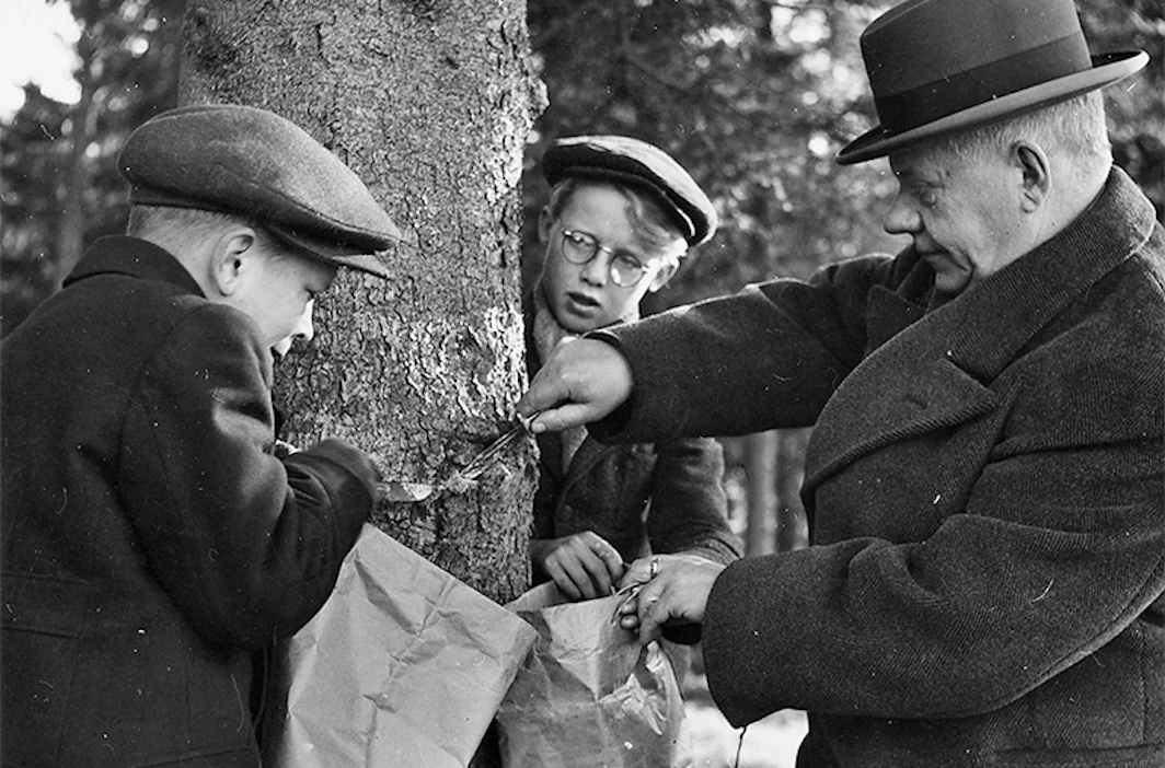 Metsänhoitaja Emil Vesterinen opastaa kahta koulupoikaa pihkan keräämisessä Helsingin Ruskeasuolla. ”Pojat keräsivät kumpikin 10 kiloa pihkaa päivässä ja ansaitsivat kumpikin nopeasti 90 mk”, kertoo Metsätaloudellisen Valistustoimiston alkuperäinen kuvateksti.