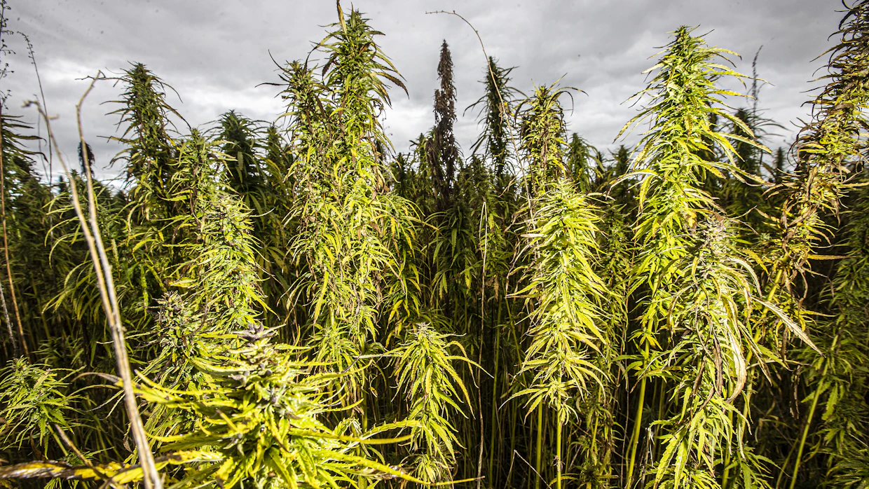 Hampulla eli Cannabis sativalla on kolme erilaista lajityyppiä: kuituhamppu, öljyhamppu sekä päihdekäyttöön jalostettu muoto. Ne kaikki näyttävät pääpiirteissään samalta.