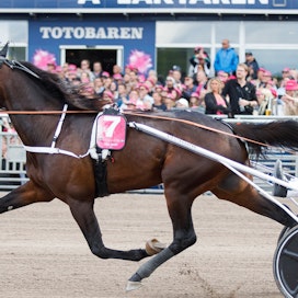 Hail Mary karsi itsensä toista vuotta peräkkäin Elitloppet-finaaliin toukokuussa. Lauantaina ori ravasi Jämtlands Stora Pris -lähdön voittoon.