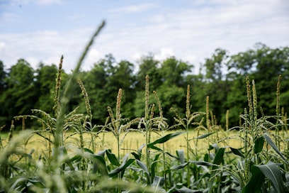 Maissin viljely on yksi maailman mittakaavassa merkittävä metsäkadon aiheuttaja.