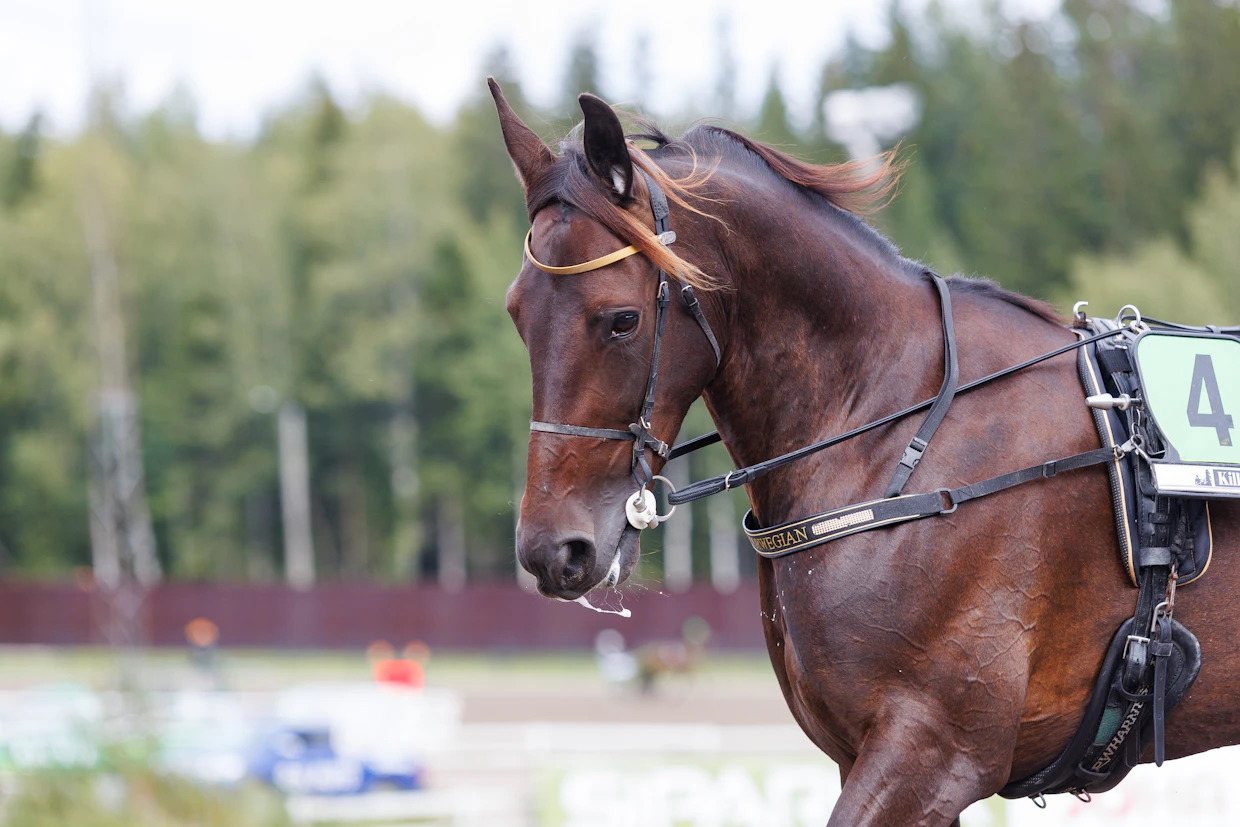 Speedy Norwegian on siemennetty Fabulous Woodilla.