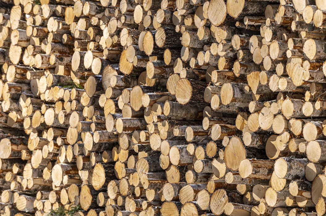 Koivukuitupuun kysyntä on kasvanut Venäjän aloitettua hyökkäyssodan.