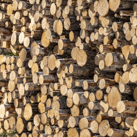 Metsäteollisuus on korvannut venäläistä koivukuitupuuta lisäämällä ostoja kotimaasta ja lähialueilta.