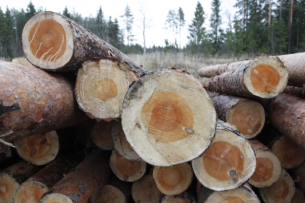 Puuston hakkaaminen nykyistä järeämpänä lisäisi metsien hiilinielua ja ylläpitäisi kasvua.