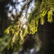 Hiilensidontaan tähtäävä ilmastokestävä metsänhoito voi metsänomistajan näkökulmasta tarkoittaa esimerkiksi metsän kasvattamista sekapuustoisena tai jatkuvan kasvattamisen mallin mukaan.