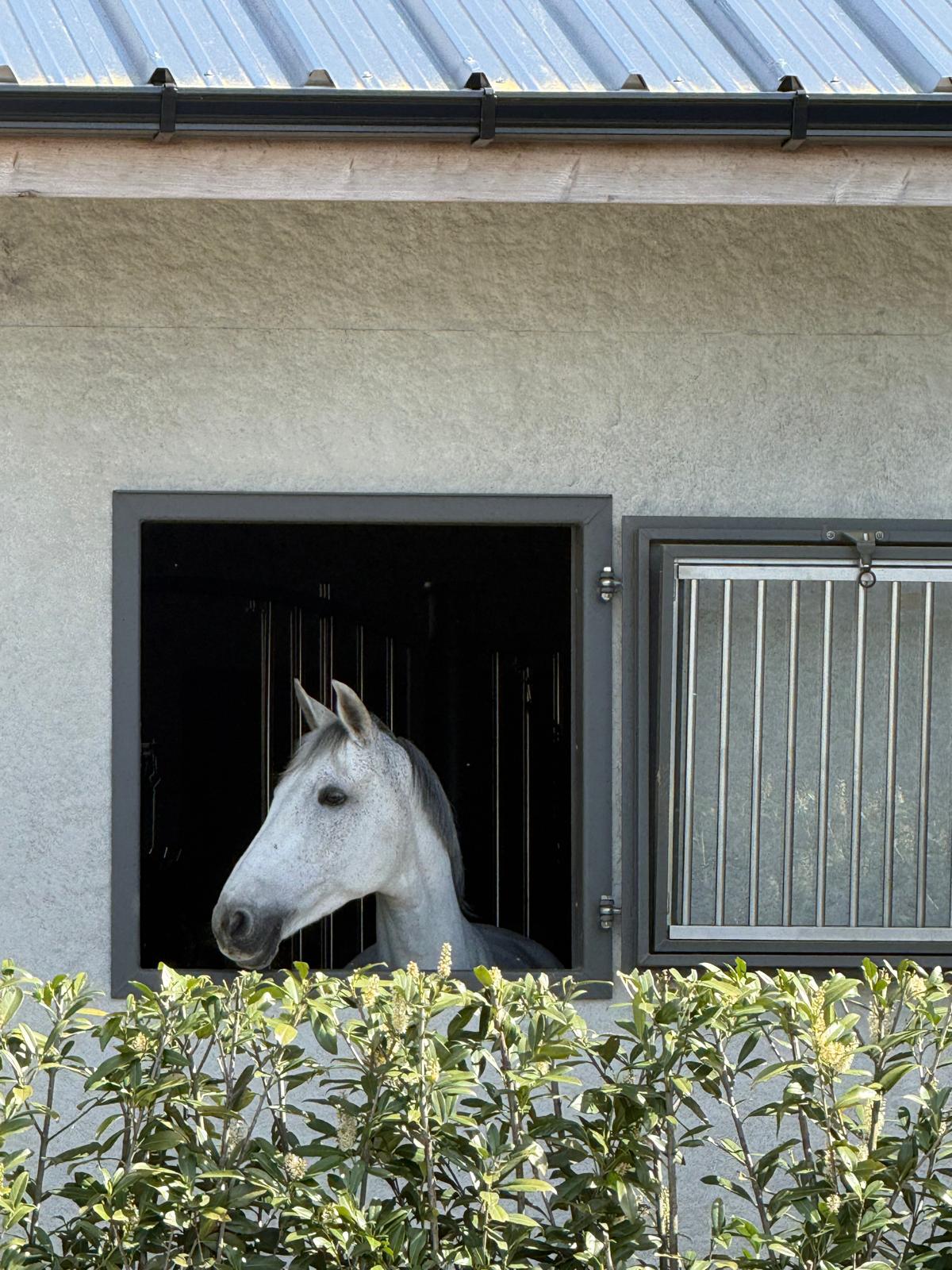 Cayadina siirtyy uudelle ratsastajalle, mutta pysyy Keski-Euroopassa.