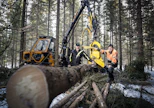 Pertti Säämänen (kuvassa vasemmalla) Metsä-Säämänen Oy:stä suoritti Kinetic K-437 pienmetsäkoneella harvennusta Jarmo Tyrväisen metsässä Synsiö-järven Orastensaaressa Kangasniemellä.