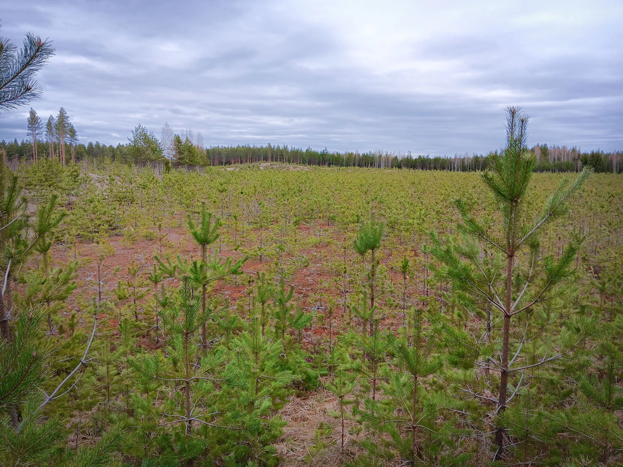 Viime kesänä kylvöalue näytti jo varsin vihreältä.